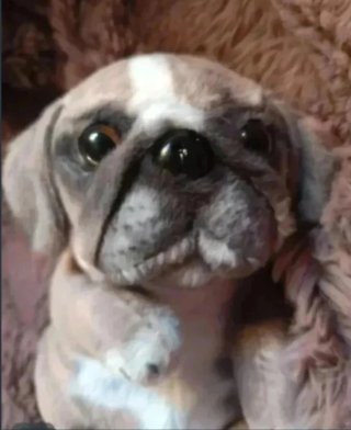 Peluche perro bebé