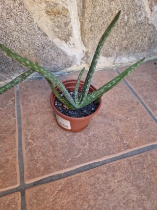 Plantas de Aloe Vera