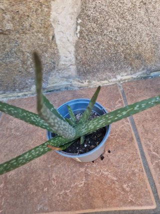 Plantas de Aloe Vera