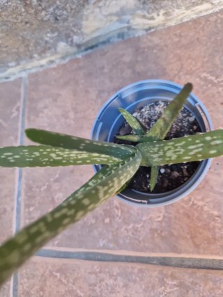 Plantas de Aloe Vera