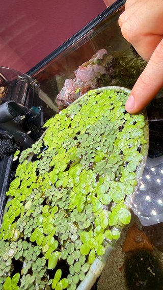 Pack plantas flotantes acuarios: Helecho y Lenteja