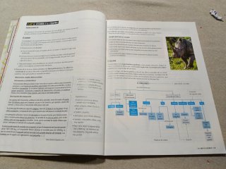 Lengua castellana y literatura 1 Secundaria