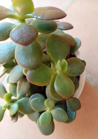 Árbol de Jade Mini + Base de Madera Zen