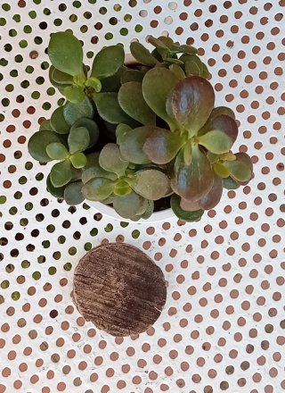 Árbol de Jade Mini + Base de Madera Zen