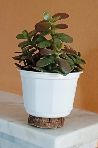 Árbol de Jade Mini + Base de Madera Zen