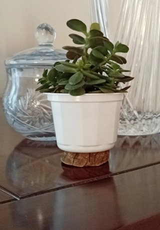 Árbol de Jade Mini + Base de Madera Zen