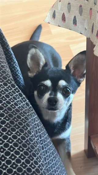 Cuidado de mascotas a domicilio