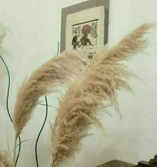 Pampas decorative