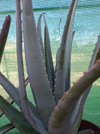 Planta Aloe Vera grande