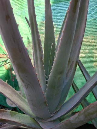 Planta Aloe Vera Grande