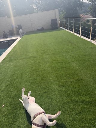 Guarderia canina en Cangas,amante de 4patitass
