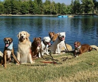 Guarderia canina en Cangas,amante de 4patitass