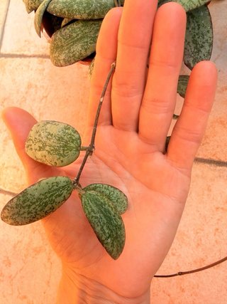 Hoya Sigillatis silver