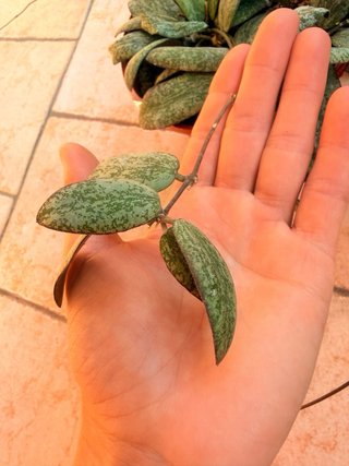 Hoya Sigillatis silver