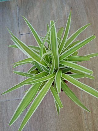 Planta Araña regalo por la compra más de 10euros