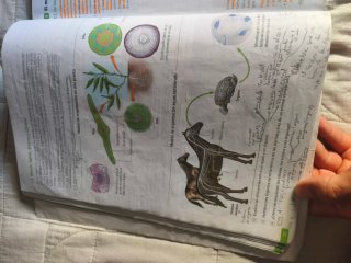 Biología, Geología y c.amb 1 bachillerato revuela