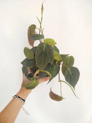 Planta Philodendron Micans