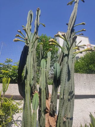 Talea di cactus