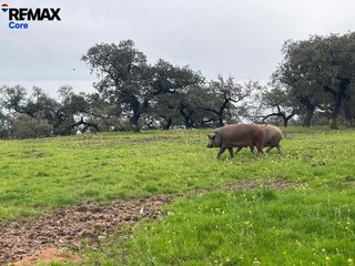 Terreno en venta en Alconchel