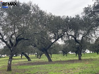 Terreno en venta en Alconchel