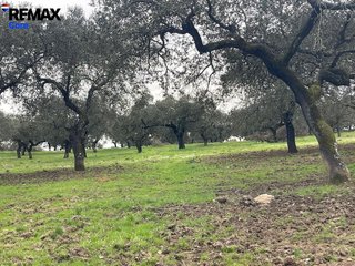 Terreno en venta en Alconchel