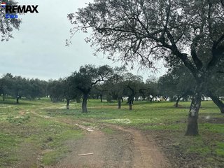 Terreno en venta en Alconchel