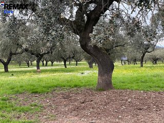 Terreno en venta en Alconchel