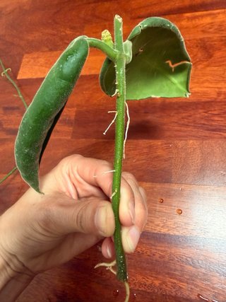 Talea Hoya Calycina Stargazer con peduncolo