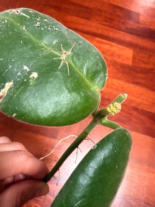 Talea Hoya Calycina Stargazer con peduncolo