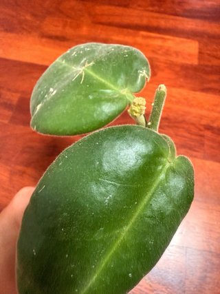 Talea Hoya Calycina Stargazer con peduncolo