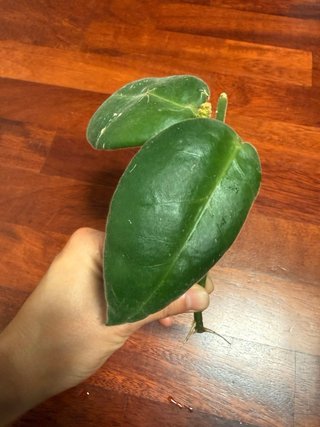 Talea Hoya Calycina Stargazer con peduncolo