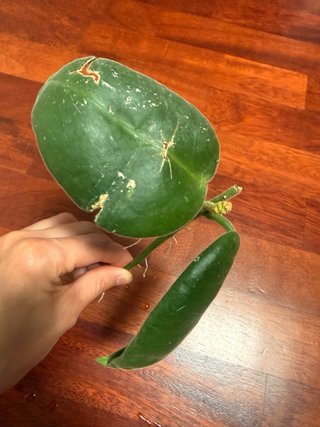 Talea Hoya Calycina Stargazer con peduncolo