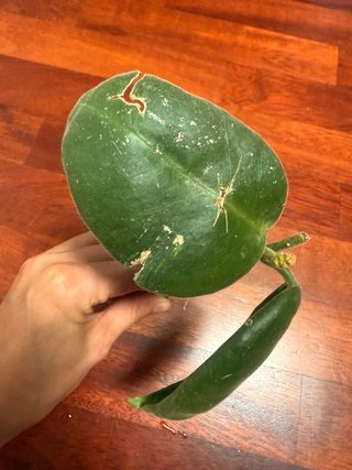 Talea Hoya Calycina Stargazer con peduncolo