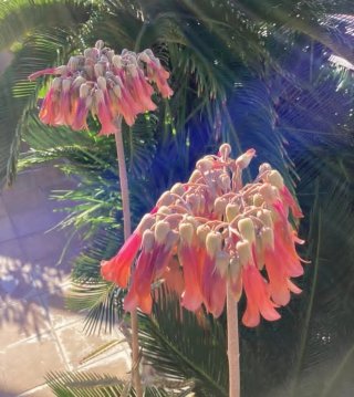 Kalanchoe daigremontiana.tutti i semi della foto