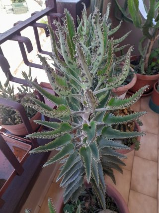 Kalanchoe daigremontiana.tutti i semi della foto