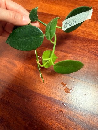 Talea Hoya Ciliata radicata