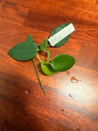 Talea Hoya Ciliata radicata