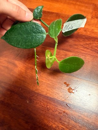 Talea Hoya Ciliata radicata