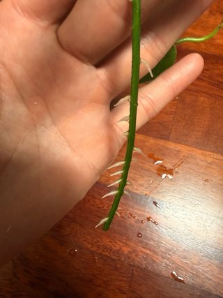Talea Hoya Ciliata radicata
