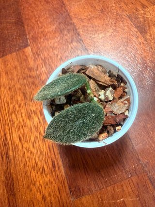 Hoya Thomsonii Pink