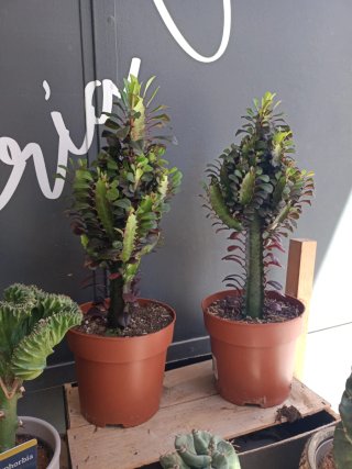 Euphorbia Trigona Rubra