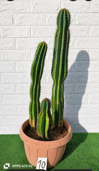 Tris di cactus cereus