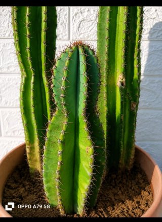 Tris di cactus cereus