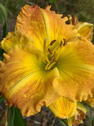 Daylily Golden Apricot Glow Gigante