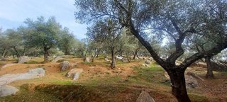 Terreno en venta en Constantina
