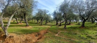 Terreno en venta en Constantina
