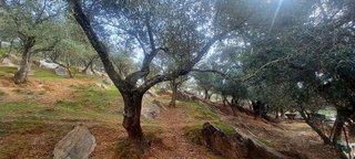 Terreno en venta en Constantina