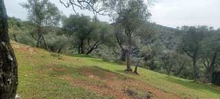 Terreno en venta en Constantina