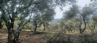 Terreno en venta en Constantina