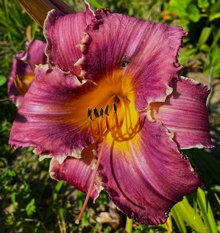 Hemerocallis Amethyst Ruffles XXL Gigante